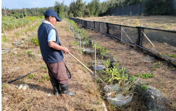 Plant Trees (Report) Plant Trees (Report)